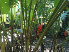 Heliconia imbricata