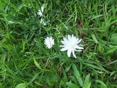 Cichorium intybus
