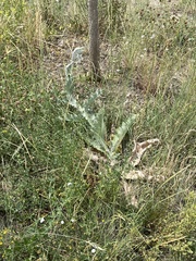 Onopordum acanthium acanthium