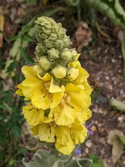 Verbascum densiflorum