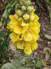 Verbascum densiflorum