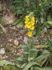 Verbascum densiflorum