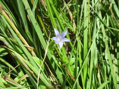 Campanula californica