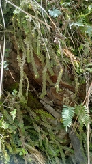 Dichaea muricatoides