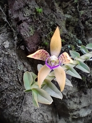 Dichaea muricatoides