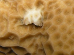 Gardineroseris planulata