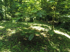 Pentaclethra macroloba