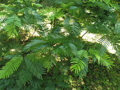 Pentaclethra macroloba