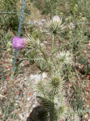 Cirsium eatonii clokeyi