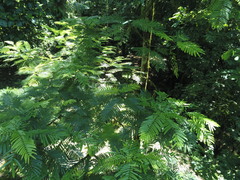 Pentaclethra macroloba