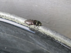 Selatosomus aeneus