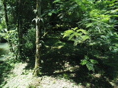 Pentaclethra macroloba