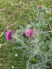 Carduus nutans