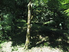 Pentaclethra macroloba