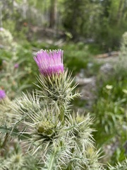 Cirsium eatonii clokeyi