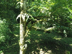 Pentaclethra macroloba