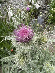 Cirsium eatonii clokeyi