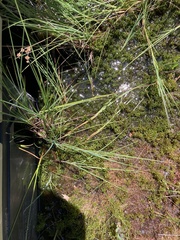 Carex limosa