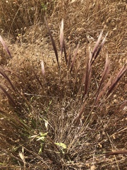 Elymus multisetus