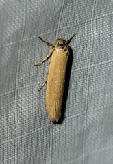 Holcocera immaculella