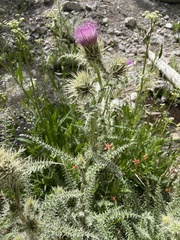 Cirsium eatonii clokeyi