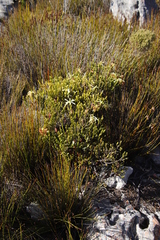 Erica sessiliflora