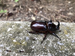 Oryctes nasicornis corniculatus