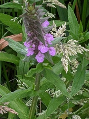Stachys palustris