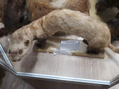 Mustela eversmanii