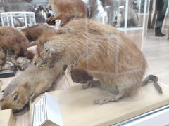 Ondatra zibethicus