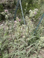 Cirsium eatonii clokeyi