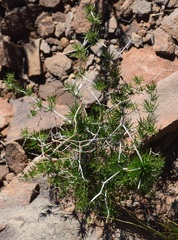 Asparagus exuvialis