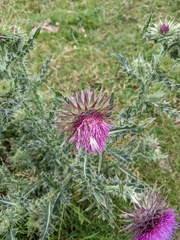 Carduus nutans