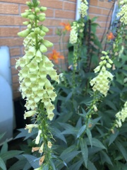 Digitalis grandiflora