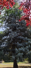 Pinus