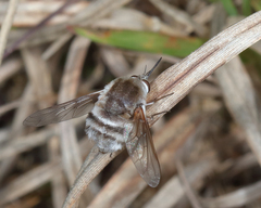 Bombylius incanus
