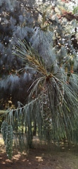 Pinus
