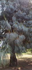 Pinus