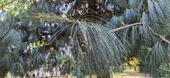 Pinus