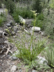 Angelica kingii