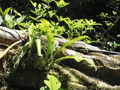 Anthurium consobrinum