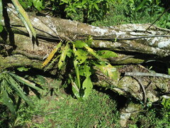 Anthurium consobrinum