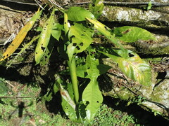 Anthurium consobrinum