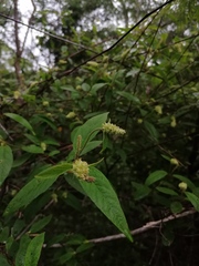 Croton conspurcatus