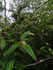 Croton conspurcatus