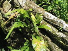 Anthurium consobrinum