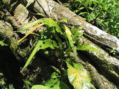 Anthurium consobrinum