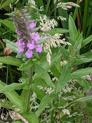 Stachys palustris