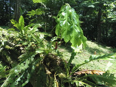 Anthurium clavigerum