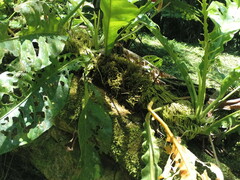 Anthurium clavigerum